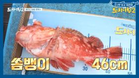 (뜨-헉) 금빛기량 뽐내는 퀸퍼플! 46cm 쏨뱅이 잡으며 신기록 갱신~~!!