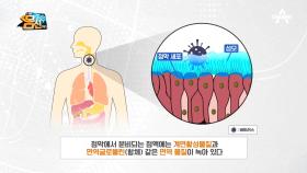 호흡기의 *점막 면역*, 점막 자체에서도 면역 물질을 내보낸다...?