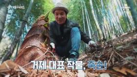 [예고] 1년 중 '50일'만 채취하는 죽순으로 억대 매출 올린 부부!