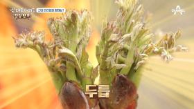 입맛 돋우는 봄 산나물 '두릅' 제대로 챙겨먹으면 만성 비염을 완화한다?