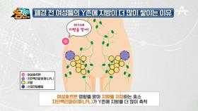 지방이 좋아하는 Y존?! 여성의 Y존에 지방이 더 많이 쌓이는 이유는?