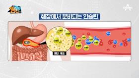 한번 다치면 재생되지 않는 췌장?! 인슐린이 우리 몸에서 하는 역할은?!