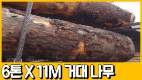 [선공개] 스케일부터가 남다르다! 무게 6톤, 길이 11m 거대 나무로 민드는 우드 슬래브!