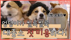 [댕글냥글] 몽실몽실한 대중소 식빵 궁둥이 보고 가세요