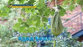 막걸리 빚으려 연못(?!) 속으로 들어간 사람들! 임금님도 몰래 마신 '연잎쌈주'란?!