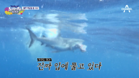 SHARK ZONE!! 김새론 vs 상어 ＂이건 내 고기다!＂_도시어부 74회 선공개