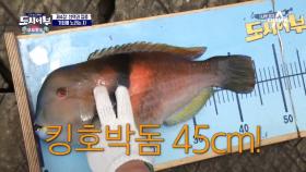 엇갈리는 희비ㅠㅠ 쥐치(=잡어) 잡은 덕화 VS 45cm 왕호박돔 잡은 킹래원!
