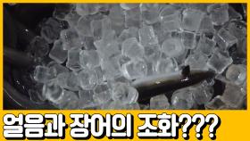 [선공개] 장어가 얼음과 만나면? 최상급 신선 장어의 맛!