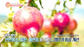 갱년기에 좋은 석류! 기름기를 제거해 나잇살까지 책임진다?