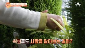 '반려식물'은 내 애정을 알까? 세계 최초 연구의 결과는..!