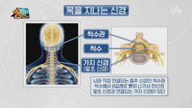 목에 있는 뇌, '척수'! 척추 손상이 전신 마비를 일으킨다!?