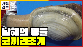 [선공개] 괜히 코끼리가 아니네!? 이것이 진짜 오리지널 코끼리조개!