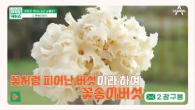 꽃배달 왔습니다♥ 꽃처럼 예쁘지만 효능까지 엑셀런트한 꽃송이버섯!