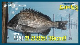 스피드왕 덕화 히트?! 첫 감성돔 39cm 달성!