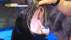 '소독부터 연고까지!' 남다른 애정으로 바다동물을 치료하는 '해양동물 수의사'