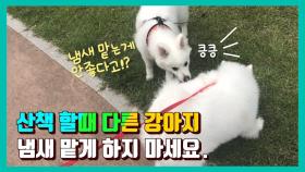 강아지 산책할때 기본적인 펫티켓 No.1 다른 강아지 만나게 하는게 좋을까?