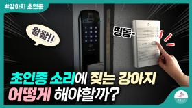 초인종 소리에 짖는 강아지ㅣ세가지 교육방법