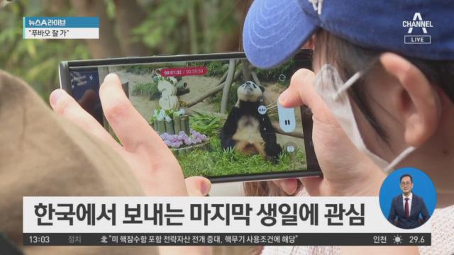 “푸바오 잘 가”…마지막 생일파티 Zum Tv