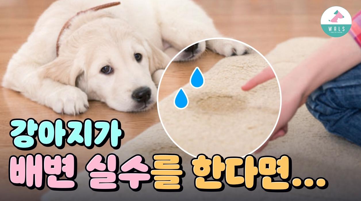 강아지가 배변 실수하는 다섯 가지 이유