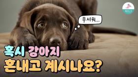 강아지 트라우마, 혹시 나 때문인가?ㅣ체벌 관련