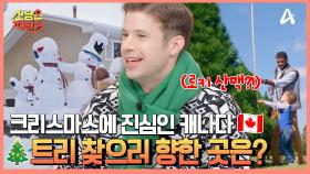 크리스마스에 진심인 캐나다★ 크리스마스 트리 찾으러 로키 산맥으로 출동↗?