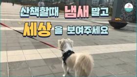 강아지 산책은 이렇게 해야 합니다