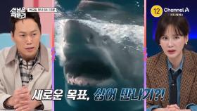 [예고] 목숨 걸고(?) 떠나는 상어를 향한 험난한 여정! 고민없이 바다로 뛰어드는 패밀리