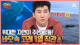 눈물나는 감동적인 순간♨ 트롬쇠 바다에서 바닷속 고래 1열 직관♨