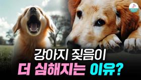 내 강아지의 짖음이 점점 더 심해지고 있다는 초기증상