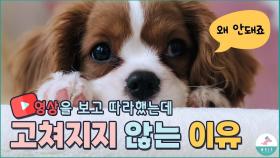 우리 강아지는 왜 말을 안들을까요?