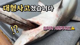 앞바다에 피흘리는 방어를 내렸더니 결국! 한국이 미쳤어요 ㄷㄷ
