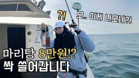 요즘 갑오징어낚시에서 값비싼 ‘그 오징어’가 쏟아집니다!
