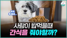 밥상머리 예절교육ㅣ사람이 밥을 먹을때 눈치주는 강아지