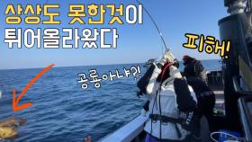 포획이 ‘금지’ 됐던 그 괴물! 이런 크기는 처음 봤어요!!!