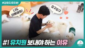강아지 유치원 고민이신 분들을 위해 직접 찾아 왔습니다.ㅣ왈터뷰