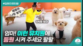 현직 원장이 추천하는ㅣ좋은 강아지 유치원 고르는 방법