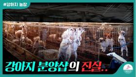 강아지 분양을 하기전에 이 영상은 꼭 시청 해주세요