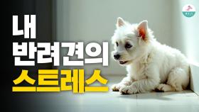 우리 강아지가 힘들다는 신호, 당신은 아시나요?