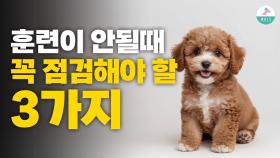 훈련이 안될때 보호자가 꼭 점검해야 할 3가지