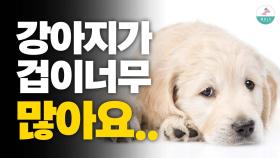 저희 강아지는 겁이 너무 많아요 개선이 가능 한가요?