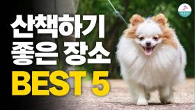 반려견 훈련사가 알려주는 찐 산책루틴 TOP 5!! (현직 추천)