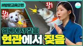 강아지 짖음 때문에 엘레베이터 타기가 두려워요