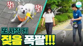 내 강아지가 산책할때 흥분하거나 짖는다면? 이렇게만 하세요