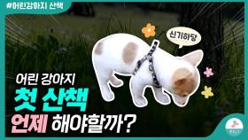 새끼강아지 첫 산책 언제 해야할까?