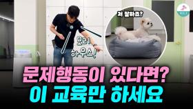 강아지 문제행동, 단 한가지 훈련으로 해결 됩니다