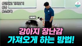 장난감 물고 도망가는 강아지, 이렇게 하면 끝!
