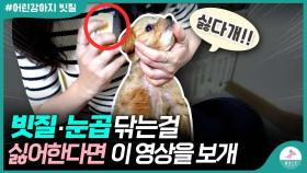 어린강아지 눈곱, 빗질 좋아하게 만드는 방법