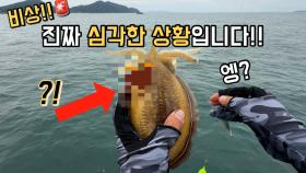 갑오징어 65마리를 모두 버렸습니다…결국 우려하던 일이 터졌네요;;