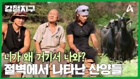 절벽에서 산양을 키운다? 절벽은 할아버지의 또 다른 일터