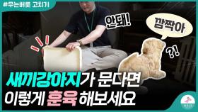 새끼강아지 입질 훈육 하는 방법